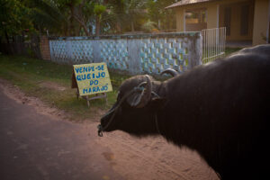 Buffalo in Salvaterra, Marajó Island