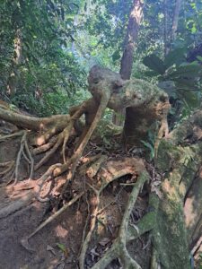 Seven Beaches trail, Ubatuba