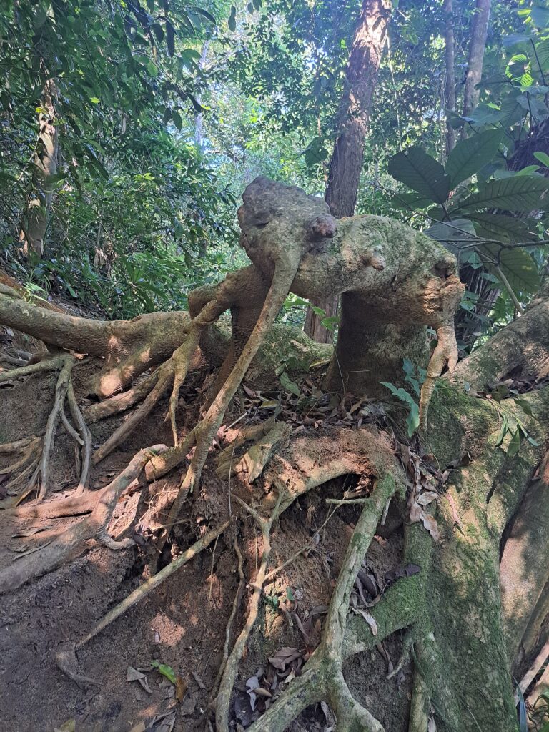 Seven Beaches trail, Ubatuba