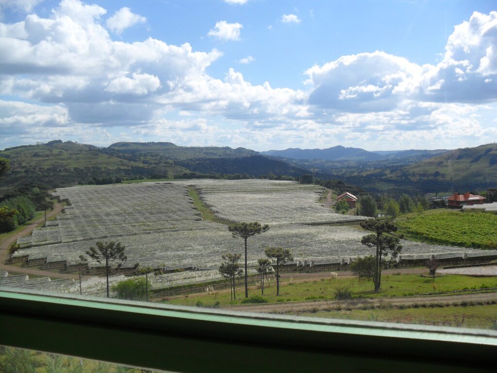Vinhedo em São Joaquim com araucárias ao fundo