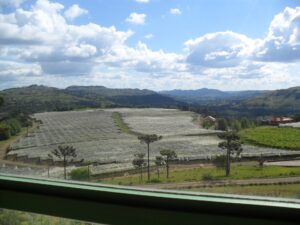 Vinhedo em São Joaquim com araucárias ao fundo
